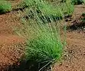 Junquito(Fimbristylis dichotoma)