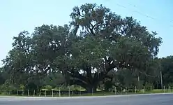 Historic oak near the St. Johns River