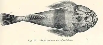 Deepwater stargazer(Kathetostoma nigrofasciatum)