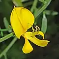 Close-up of a flower