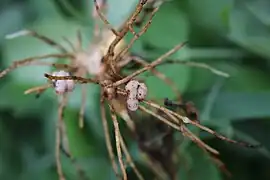 Fabaceae family root nodules.