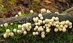 New born trooping crumble cap mushrooms.