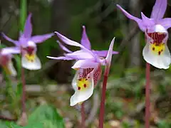 Calypso bulbosa (L.) Oakes, Calypso d’Amérique, Calypso bulbeux. Plant of mossy woods, limestone regions of Quebec (Gaspésie, Minganie, Anticosti), rare elsewhere