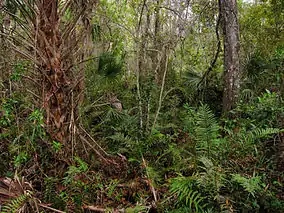 Undergrowth in the Fakahatchee Strand State Preserve