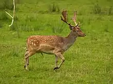 Brown cervid with white spots