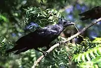 Fan-tailed raven