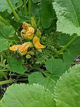 Fasciated Crookneck Squash