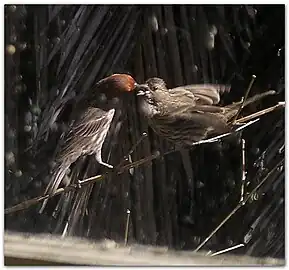 Male house finch feeds a fledgling, who cheeps loudly and flaps its wings.