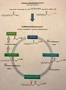 Fatty Acid breakdown