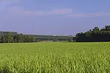 Sugarcane plantation in São Paulo. In 2018, Brazil was the world's largest producer, with 746 million tonnes. South America produces half of the world's sugarcane.