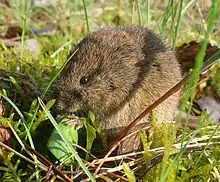 Microtus arvalis