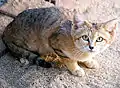 Sand cat (Felis margarita)