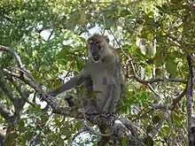 Gray monkey