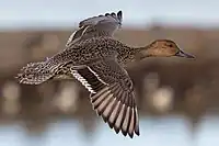 Female in flight, California, US