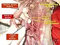 Semimembranosus muscle