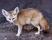 Large-eared fox on rock