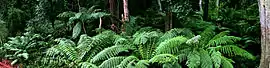 Ferns, near Cann River