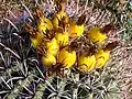 Fruit atop a fishhook barrel cactus.