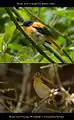 Black-and-orange flycatcher, male and non-breeding female