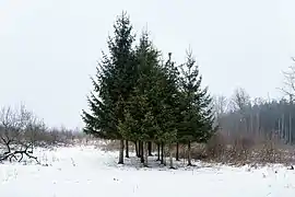 Young spruce group ("Picea abies") marginal windthrow area twelve years after Kyrill / Vogelsberg, Germany