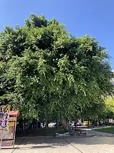 Ficus benjamina in Patras, Greece