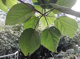 Ficus auriculata leaves