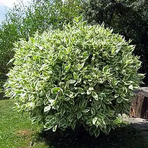 Ficus benjamina 'Variegata' in the Sněžné bonsai garden, Czech Republic