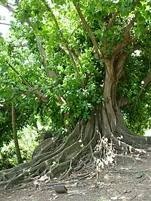 Jagüey(Ficus citrifolia)