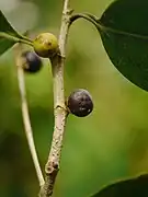 Fruits