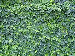 Vigorous growth on a wall