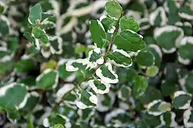 Variegated leaves