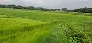 Fields at Rachol during the Rainy season