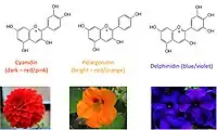 Anthocyanins are a class of polyphenol that contributes to the color of many plants.