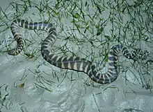 The aquatic file snake (A. granulatus) with hygroscopic skin, shown out of water