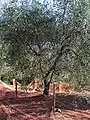 Cailletier cultivar, with a harvest net on the ground, Contes, France