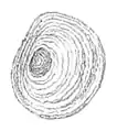 Example of a concentric operculum  (Filopaludina martensi)