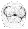 Anterior view of well developed veliger.