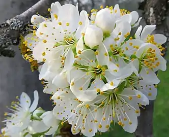 Flowers in spring