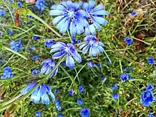 Cornflowers