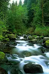 A small stream rushes over rocks through a forest.