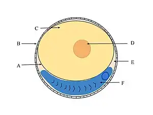 Vitelline membrane in a fish egg (A)