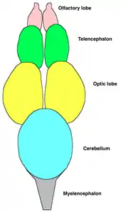 Diagram showing the pairs of olfactory, telencephalon, and optic lobes, followed by the cerebellum and the mylencephalon