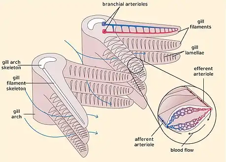 Fish gill structure