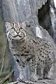 Fishing cat (Prionailurus viverrinus)