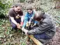 Fixing a wooden railing to protect native ferns