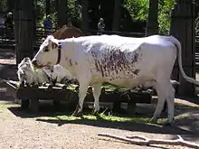 an almost white cow with a patch of dark red-brown spots on her flank