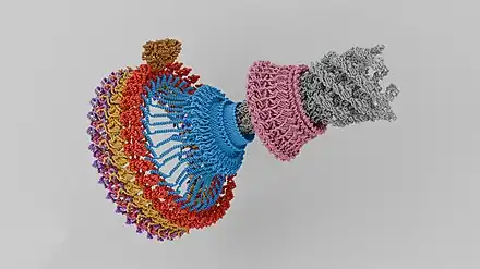 Bacterial flagellar motor assembly