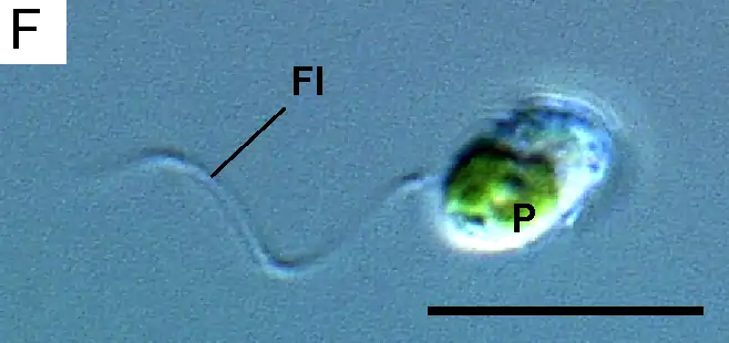 Flagellate cell of Lotharella globosa with a single flagellum (Fl) and plastid (P)Scale bar = 10 μm