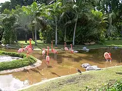 American flamingos featured at the entrance to the zoo