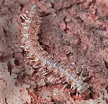 Flat-backed Millipede (Polydesmida)